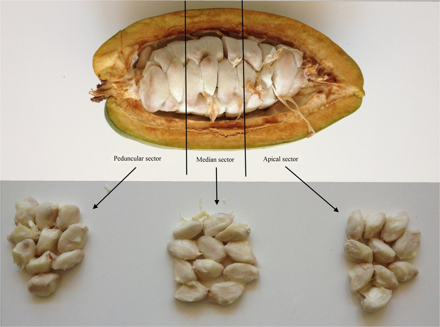 Detail Cocoa Bean Images Nomer 51