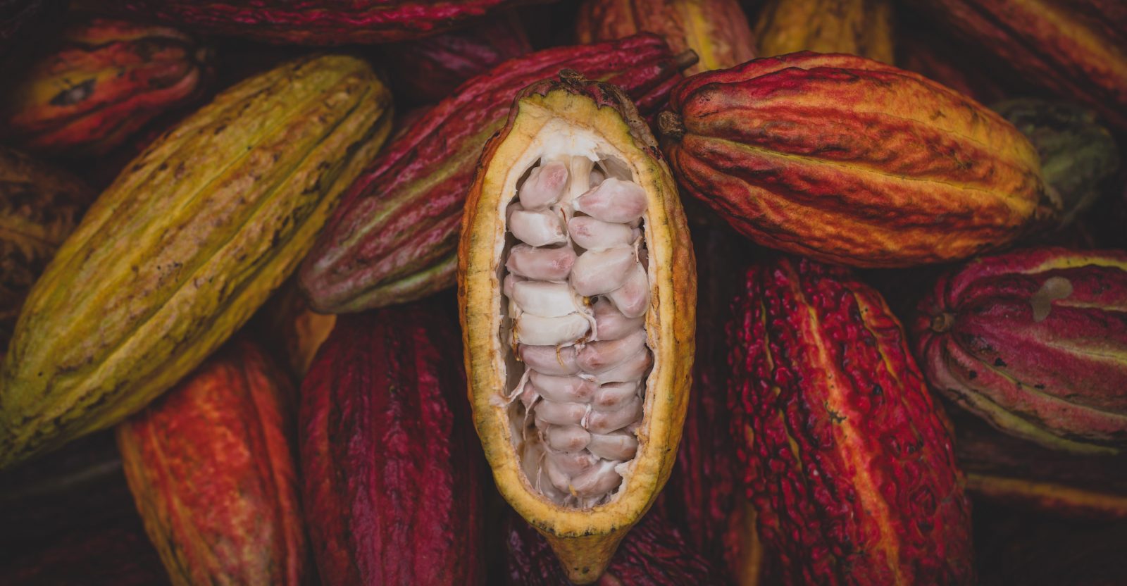 Detail Cocoa Bean Images Nomer 7