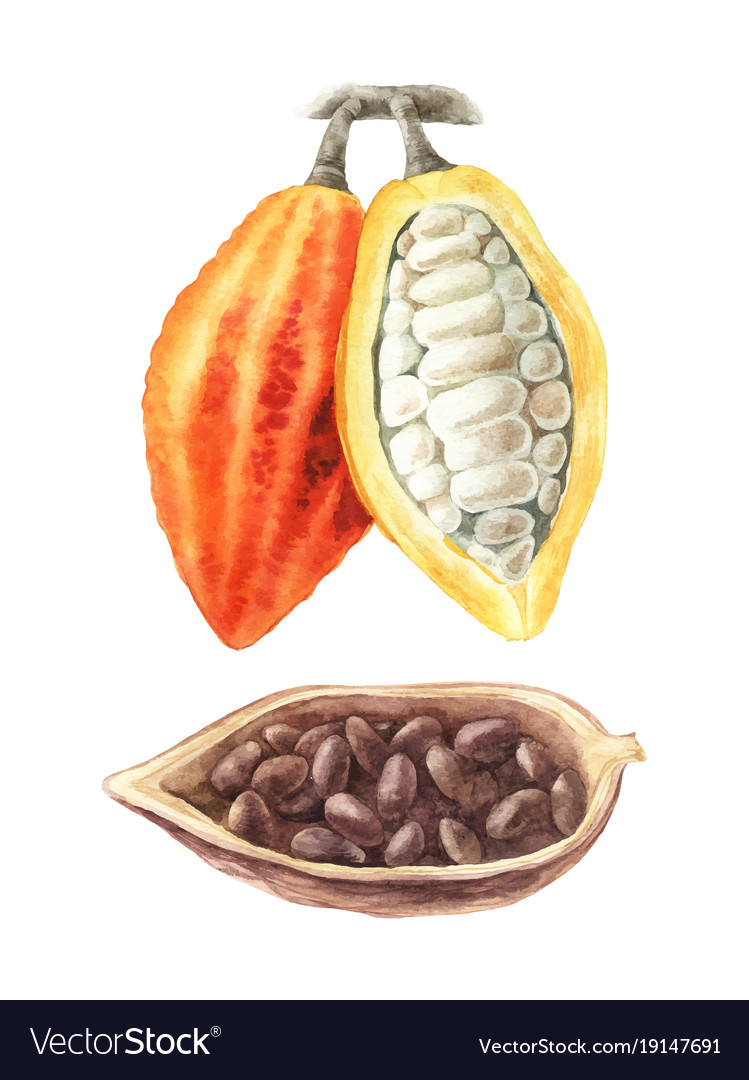 Detail Cocoa Bean Images Nomer 9