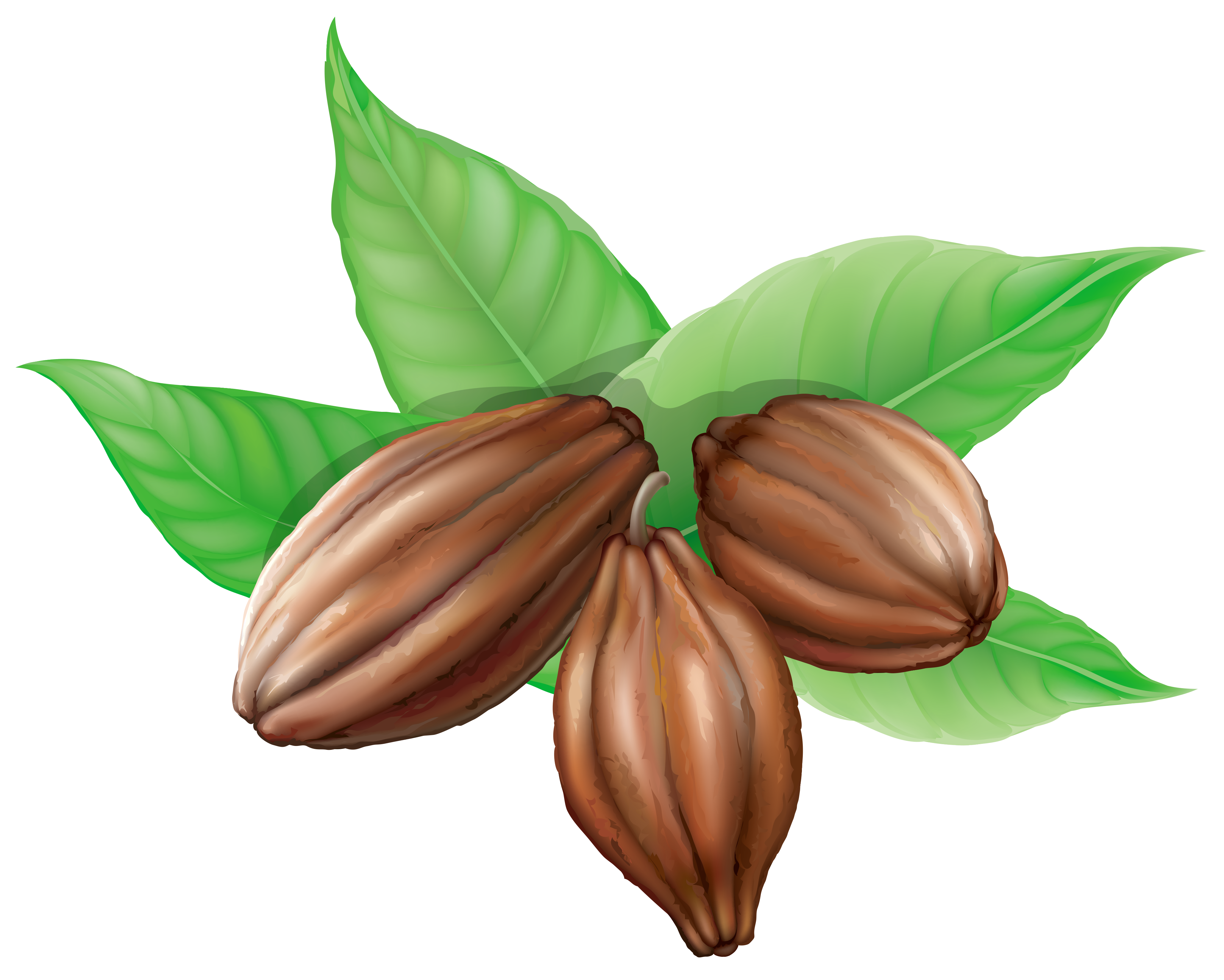 Detail Cocoa Bean Png Nomer 14