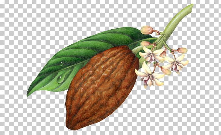 Detail Cocoa Bean Png Nomer 24