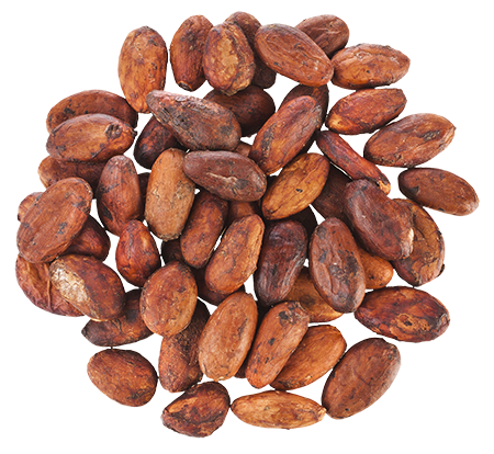 Detail Cocoa Bean Png Nomer 29