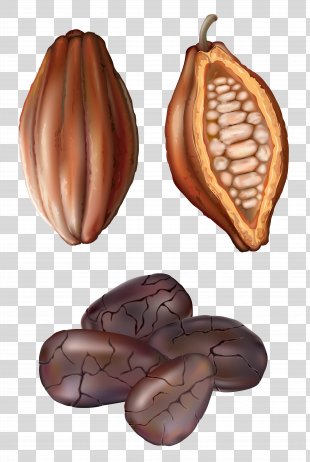 Detail Cocoa Bean Png Nomer 48