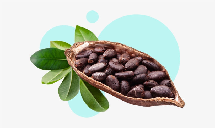 Detail Cocoa Bean Png Nomer 8