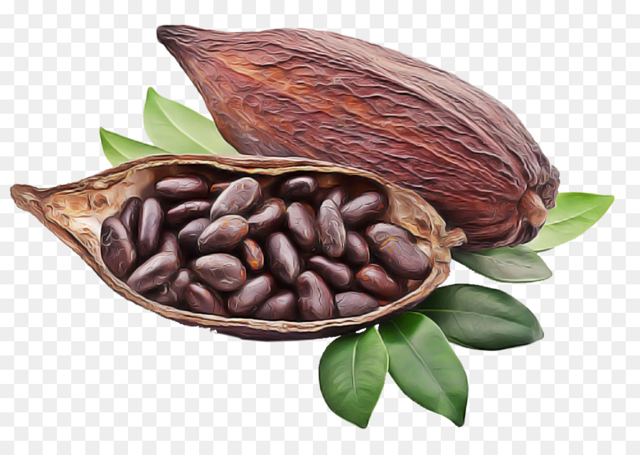 Detail Cocoa Bean Png Nomer 10