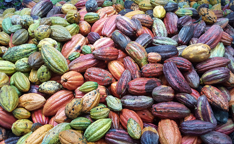 Detail Cocoa Beans Images Nomer 18