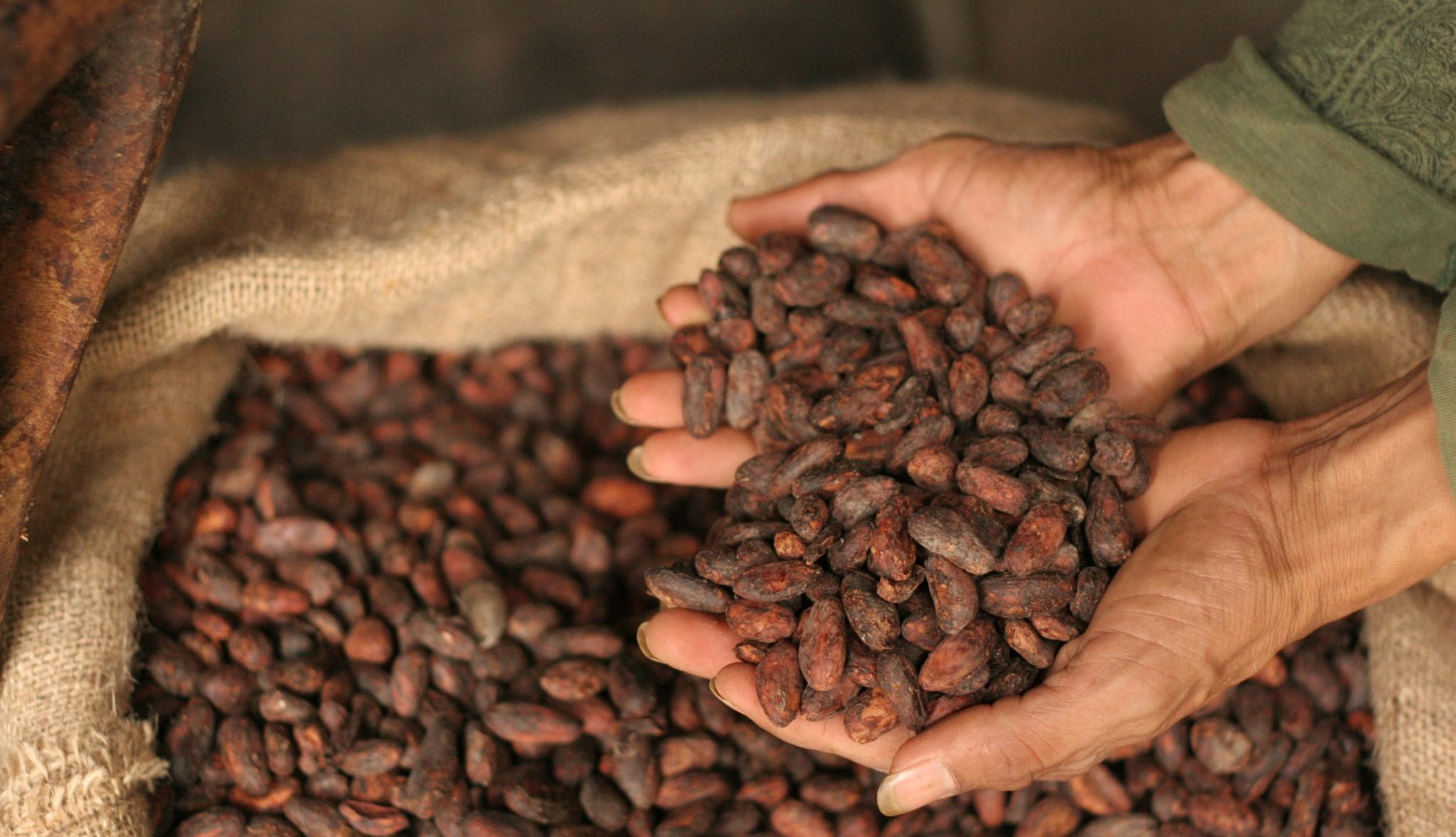 Detail Cocoa Beans Images Nomer 19