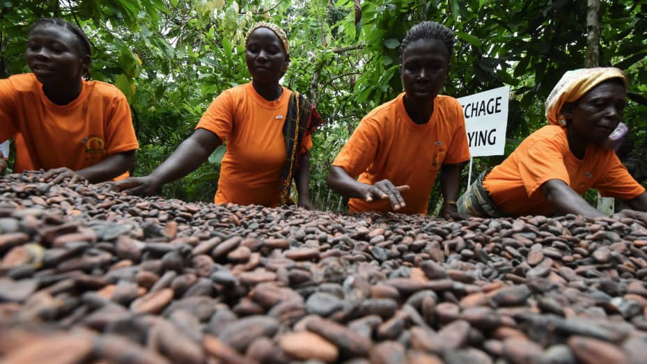 Detail Cocoa Beans Images Nomer 24