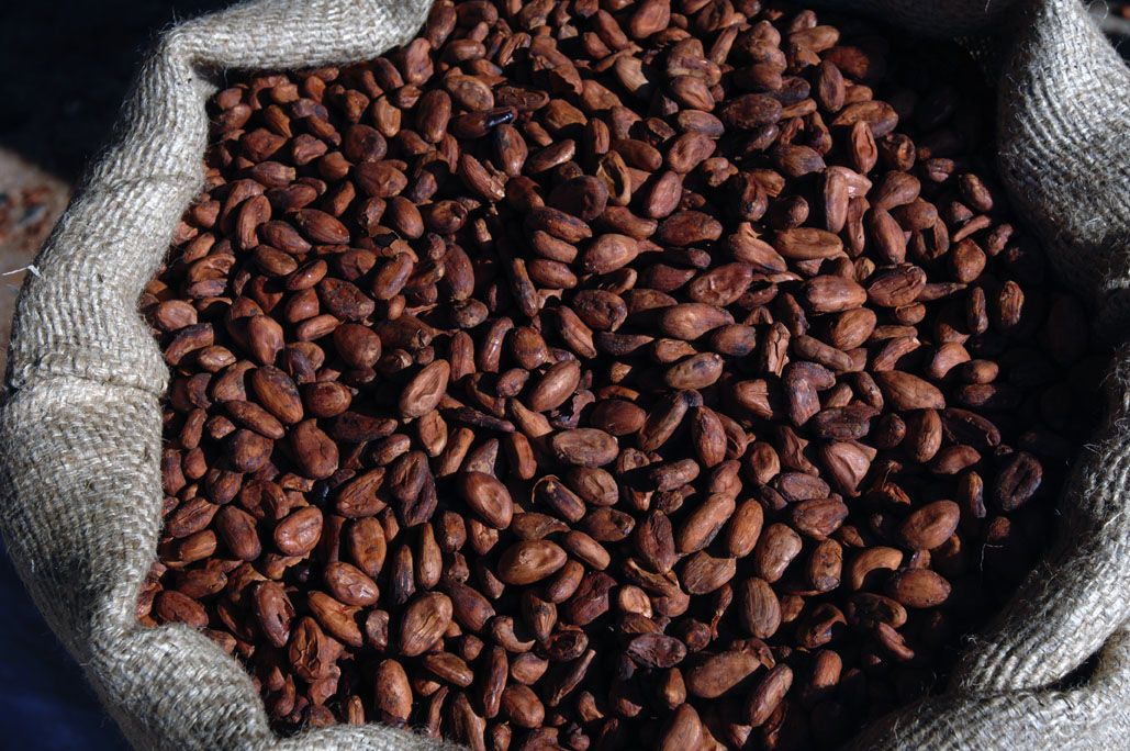 Detail Cocoa Beans Images Nomer 25
