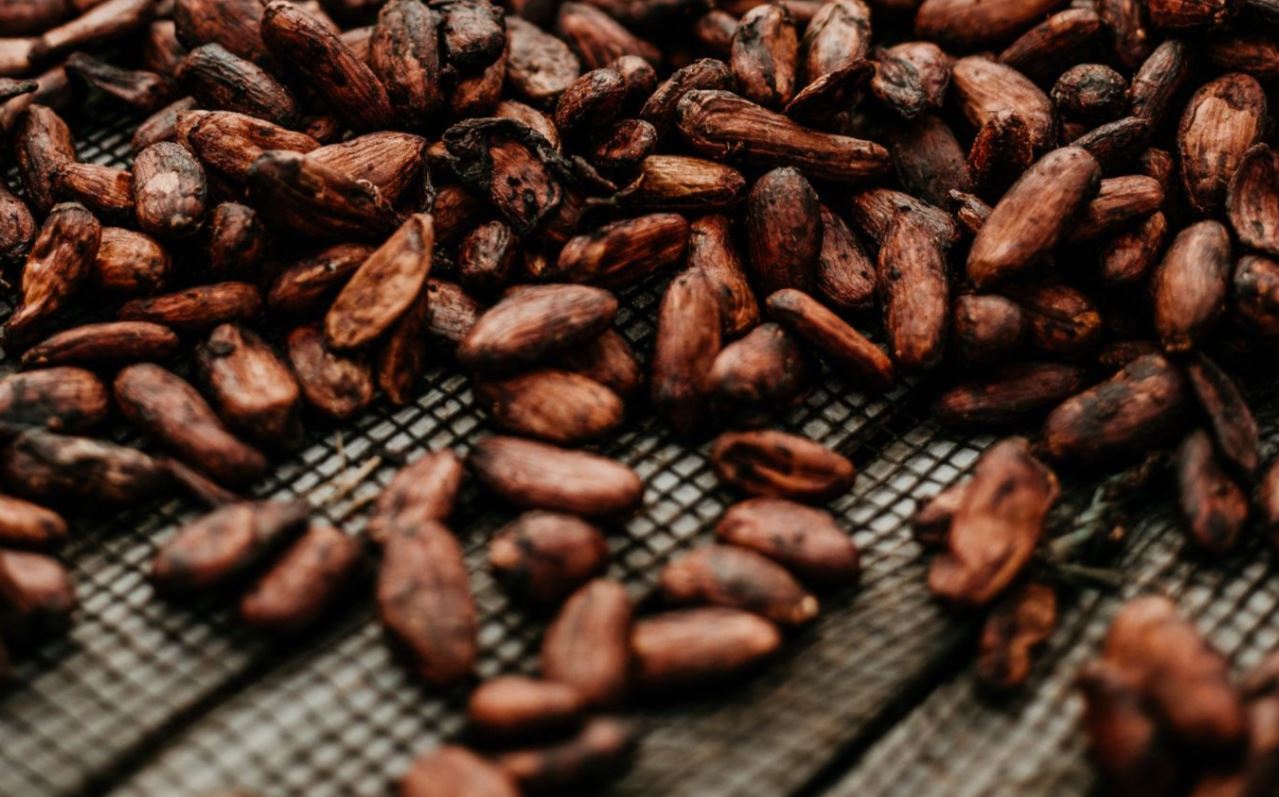 Detail Cocoa Beans Images Nomer 28