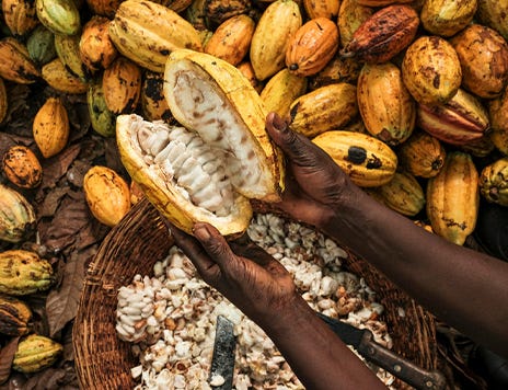 Detail Cocoa Beans Images Nomer 30