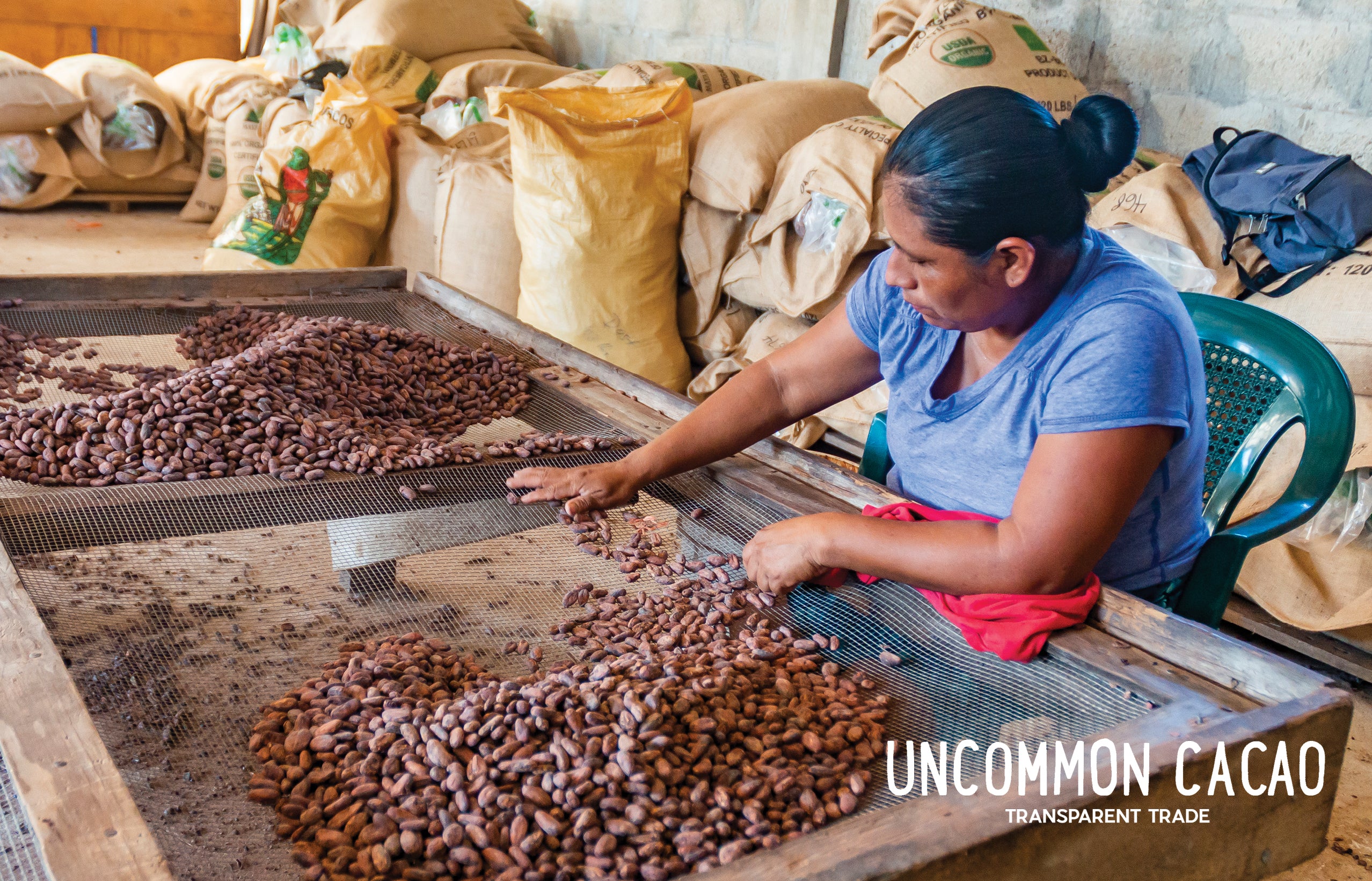 Detail Cocoa Beans Images Nomer 42