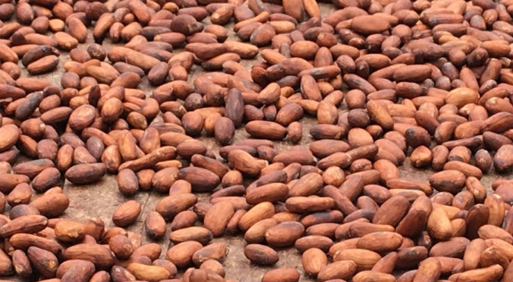 Detail Cocoa Beans Images Nomer 43