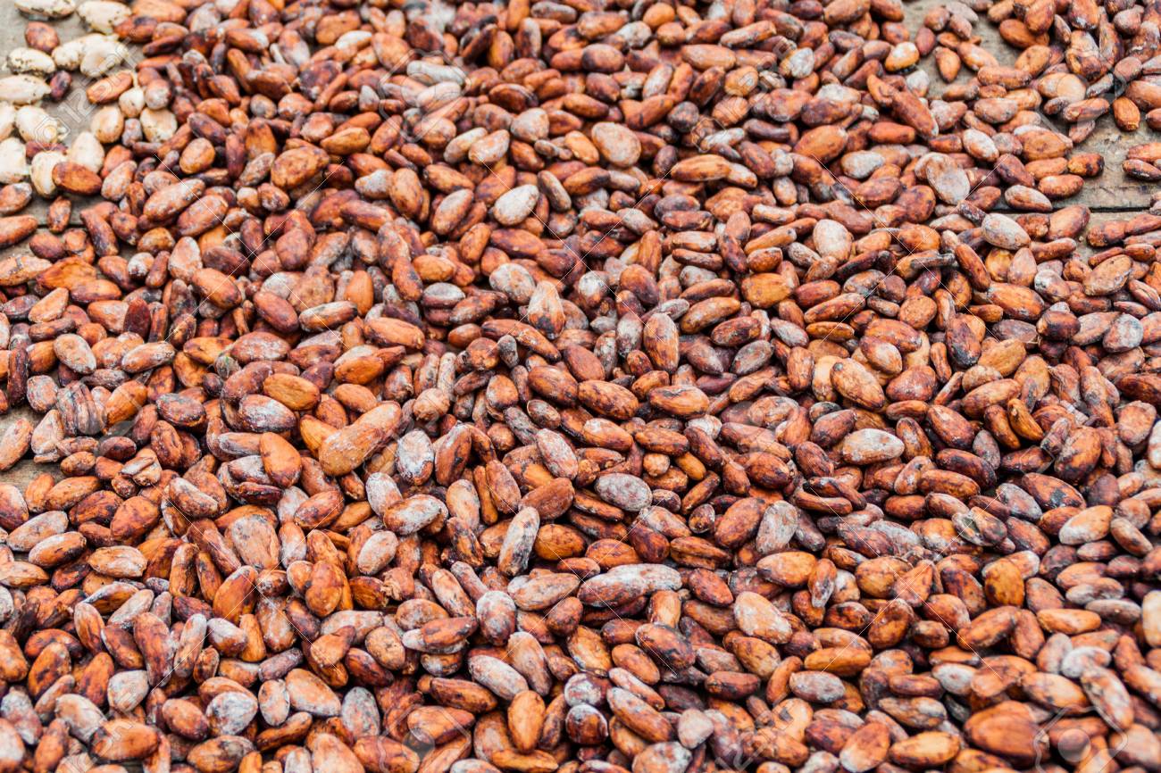 Detail Cocoa Beans Images Nomer 49