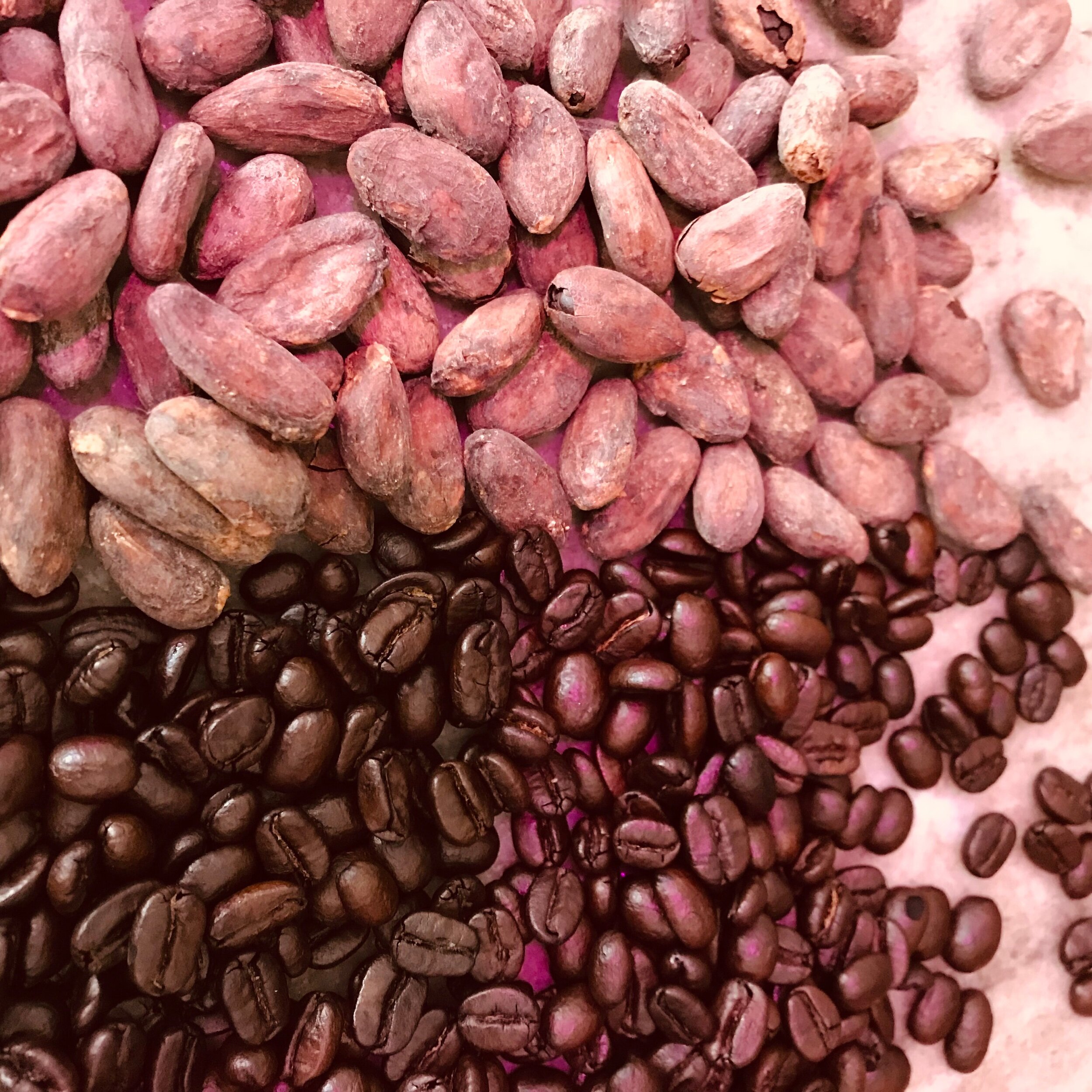 Detail Cocoa Beans Images Nomer 50