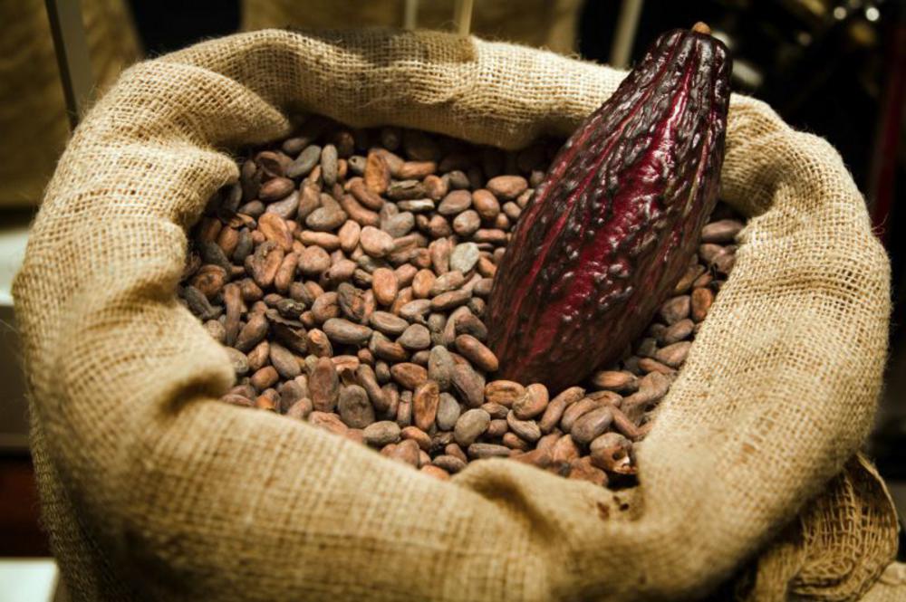 Detail Cocoa Beans Images Nomer 53