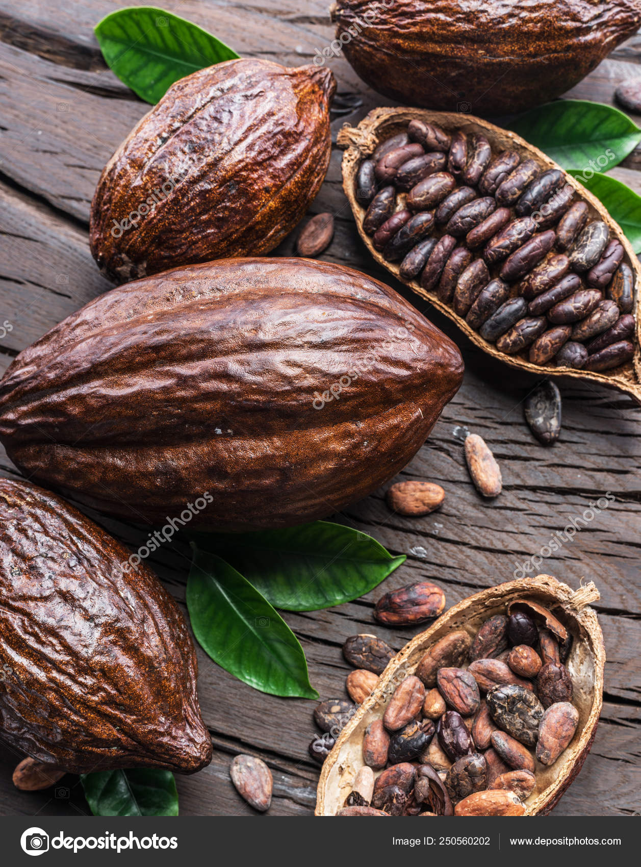 Detail Cocoa Beans Images Nomer 55