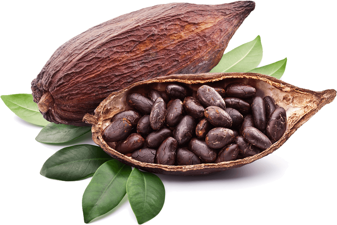 Cocoa Beans Png - KibrisPDR