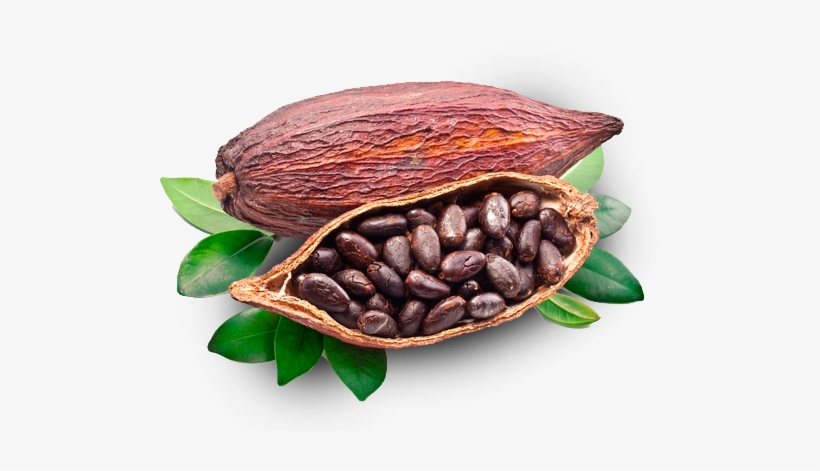 Detail Cocoa Beans Png Nomer 2