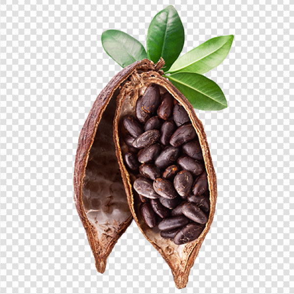 Detail Cocoa Beans Png Nomer 13