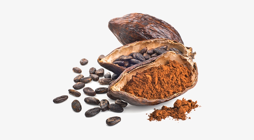Detail Cocoa Beans Png Nomer 18