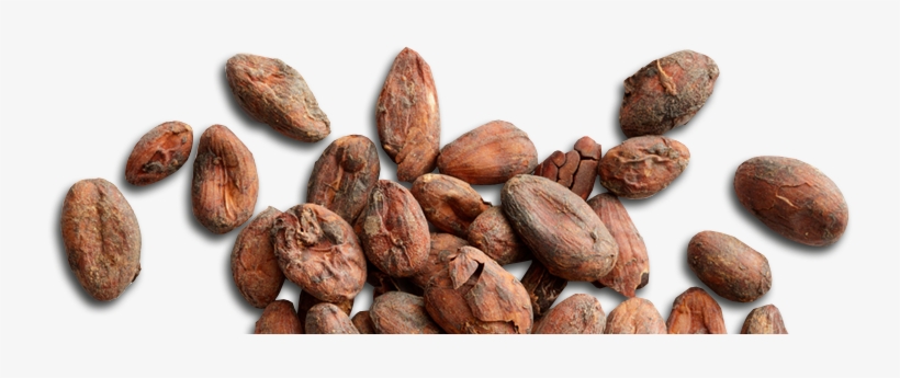 Detail Cocoa Beans Png Nomer 19