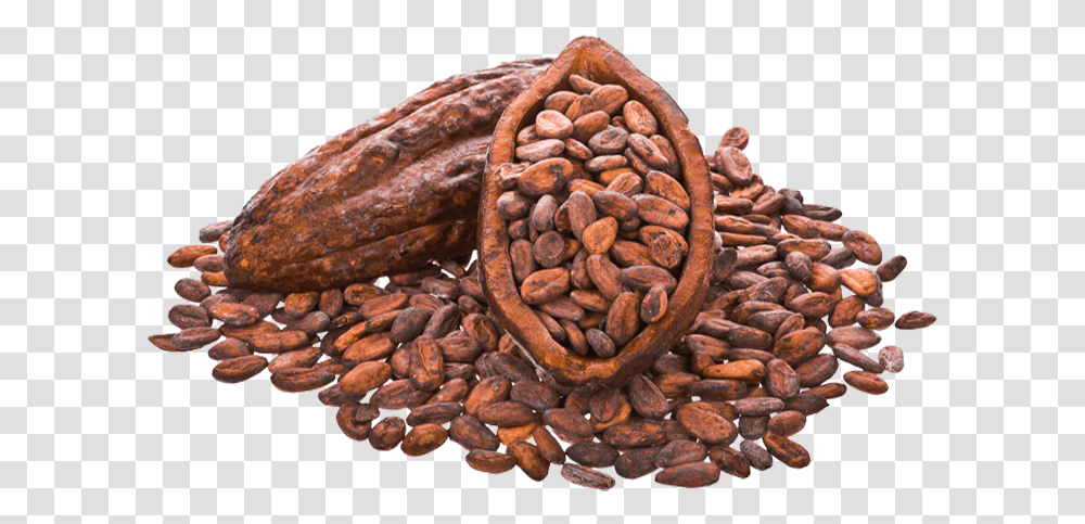 Detail Cocoa Beans Png Nomer 3