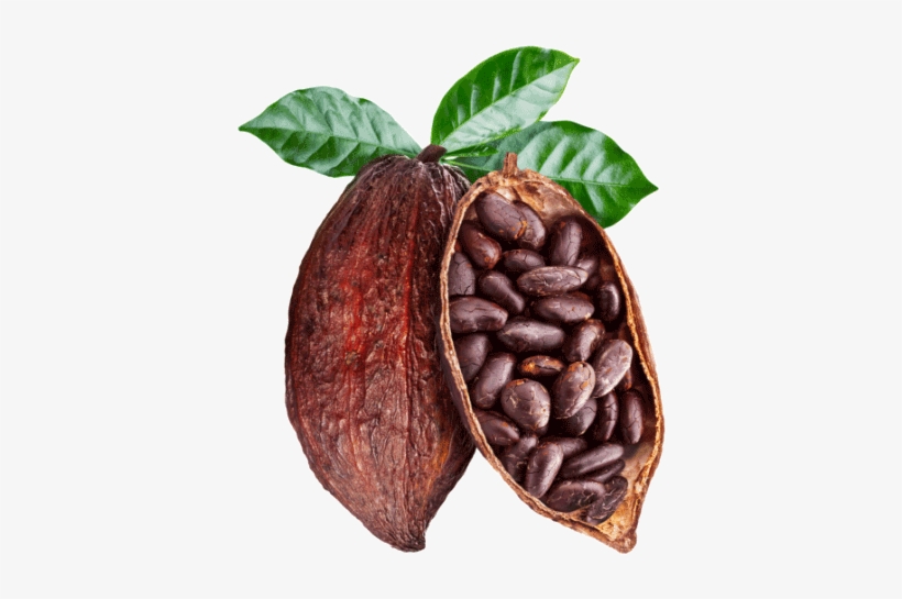 Detail Cocoa Beans Png Nomer 25