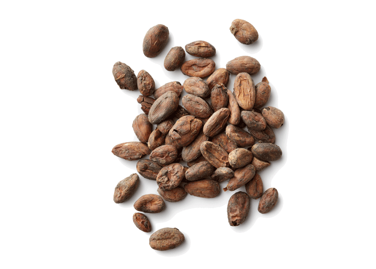 Detail Cocoa Beans Png Nomer 4