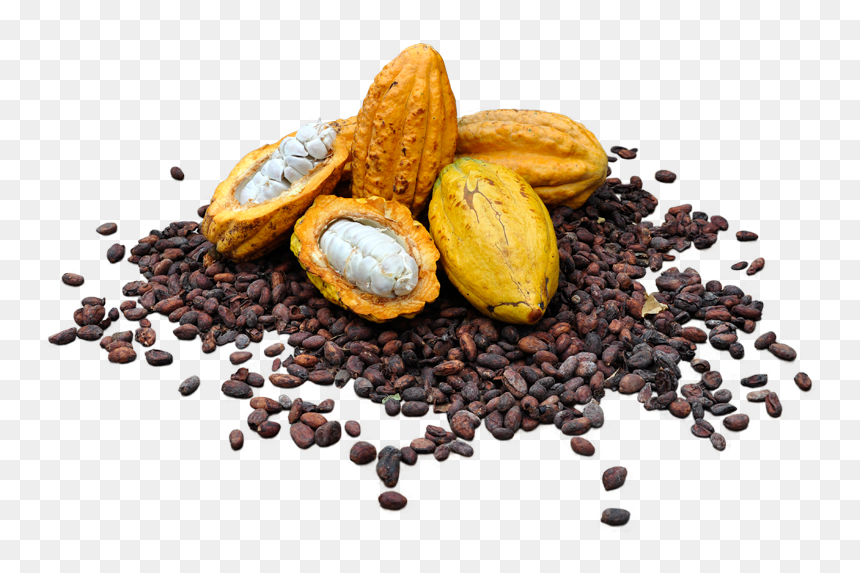 Detail Cocoa Beans Png Nomer 31