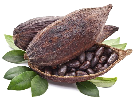 Detail Cocoa Beans Png Nomer 32