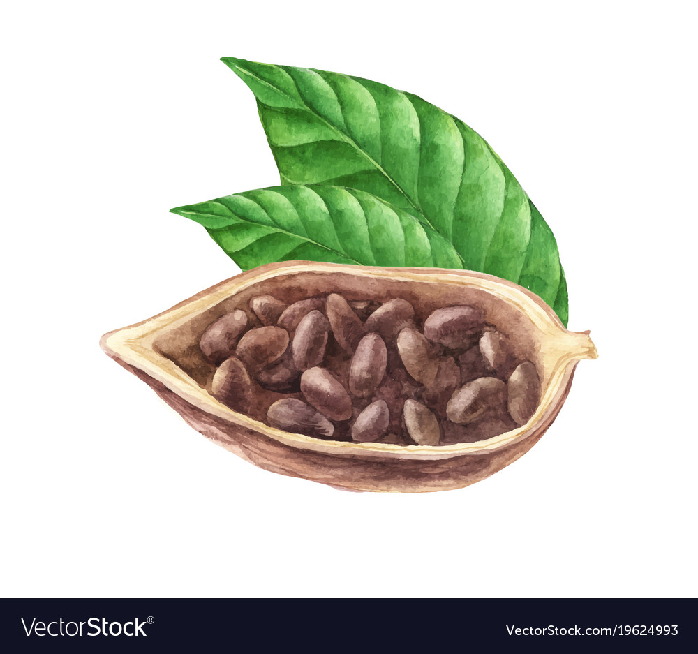 Detail Cocoa Beans Png Nomer 34