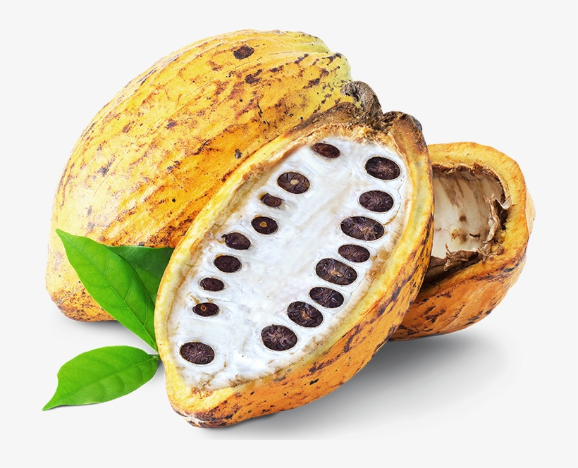 Detail Cocoa Beans Png Nomer 35