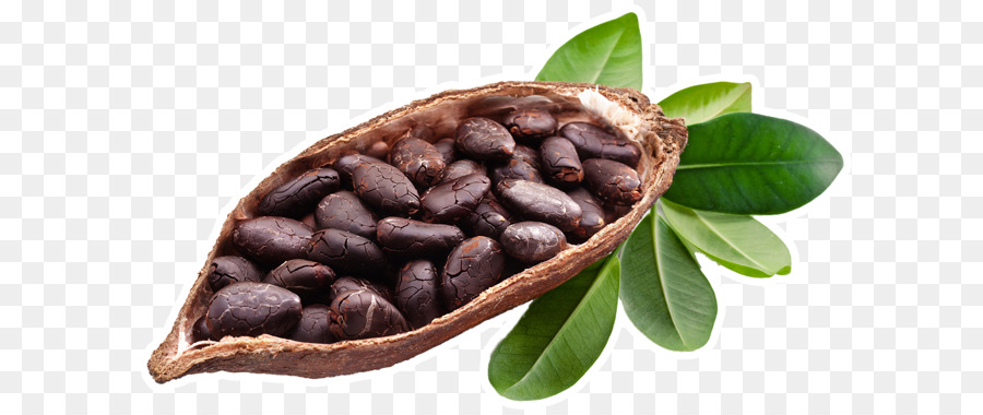 Detail Cocoa Beans Png Nomer 37