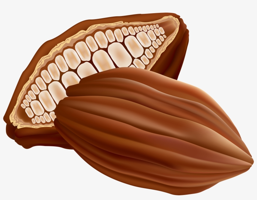 Detail Cocoa Beans Png Nomer 39