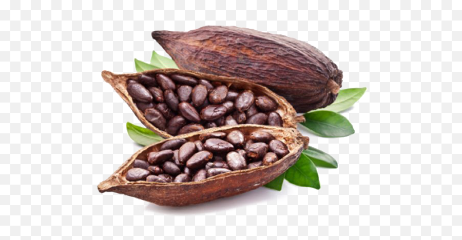 Detail Cocoa Beans Png Nomer 45