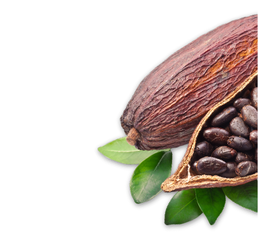 Detail Cocoa Beans Png Nomer 52