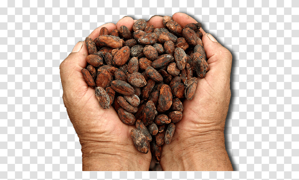 Detail Cocoa Beans Png Nomer 53