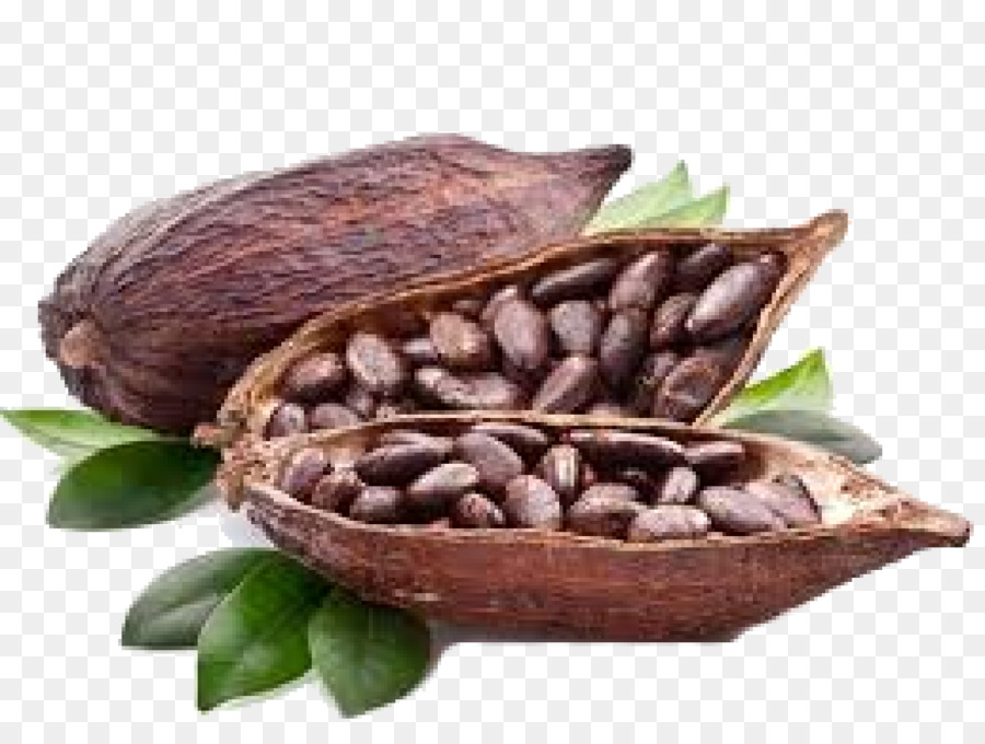 Detail Cocoa Beans Png Nomer 56