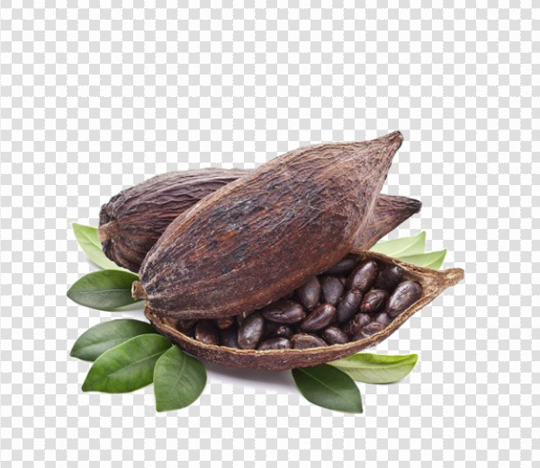 Detail Cocoa Beans Png Nomer 7