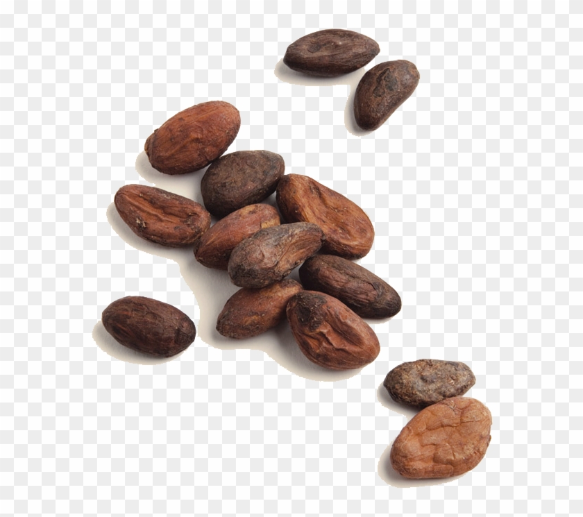 Detail Cocoa Beans Png Nomer 9