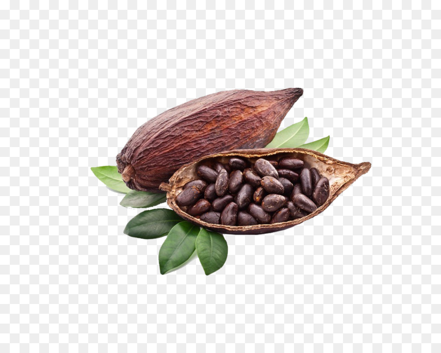 Detail Cocoa Beans Png Nomer 10