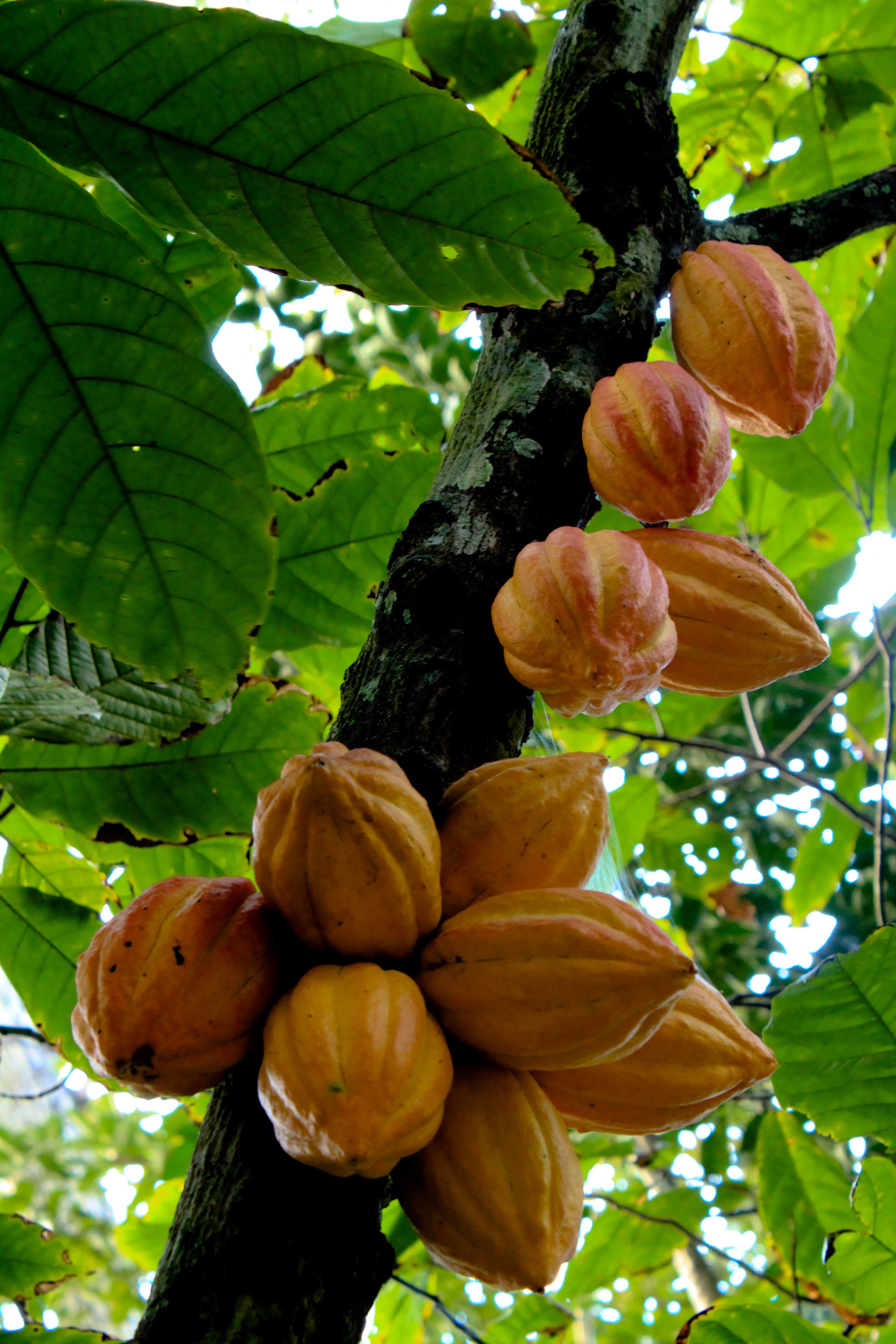 Cocoa Tree Pictures - KibrisPDR