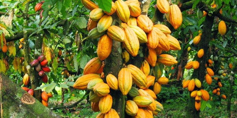 Detail Cocoa Tree Pictures Nomer 2