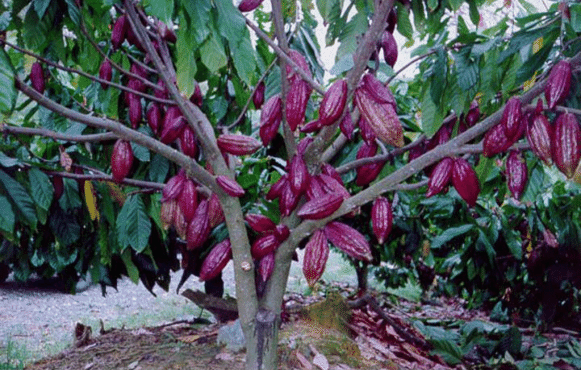 Detail Cocoa Tree Pictures Nomer 11