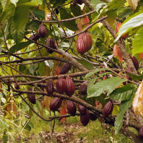 Detail Cocoa Tree Pictures Nomer 12