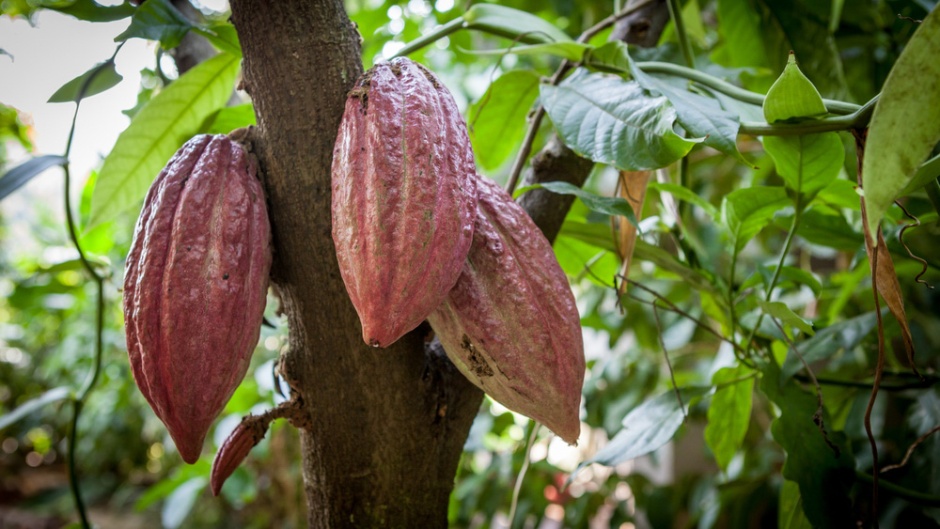 Detail Cocoa Tree Pictures Nomer 13