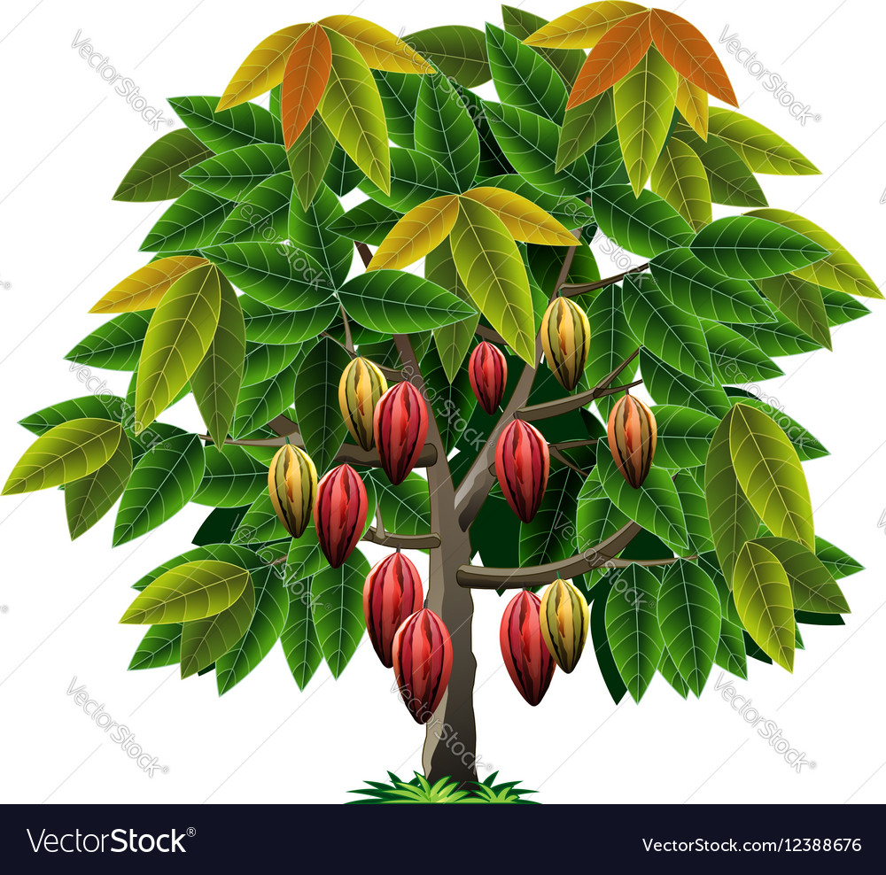 Detail Cocoa Tree Pictures Nomer 14