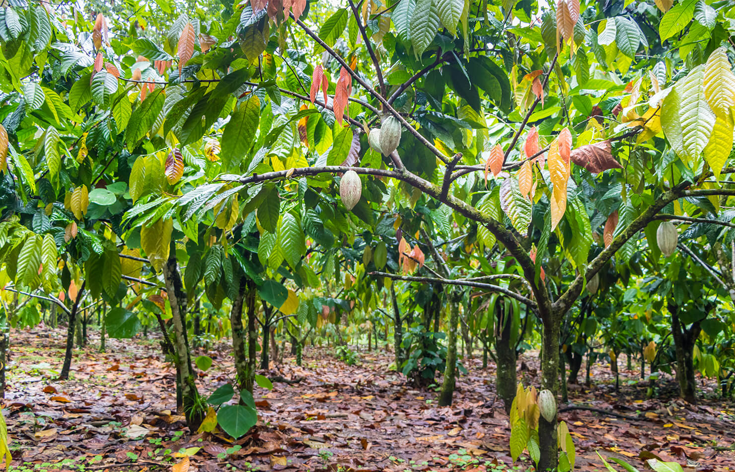 Detail Cocoa Tree Pictures Nomer 15