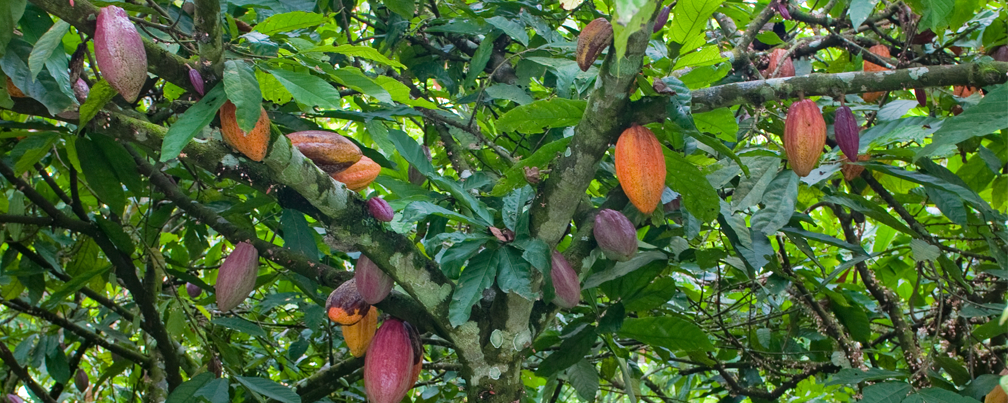 Detail Cocoa Tree Pictures Nomer 16